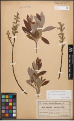 Foto von Salix caprea L. x Salix purpurea L.